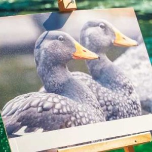 Prague Steamboats Company became the godfather of steamer ducks